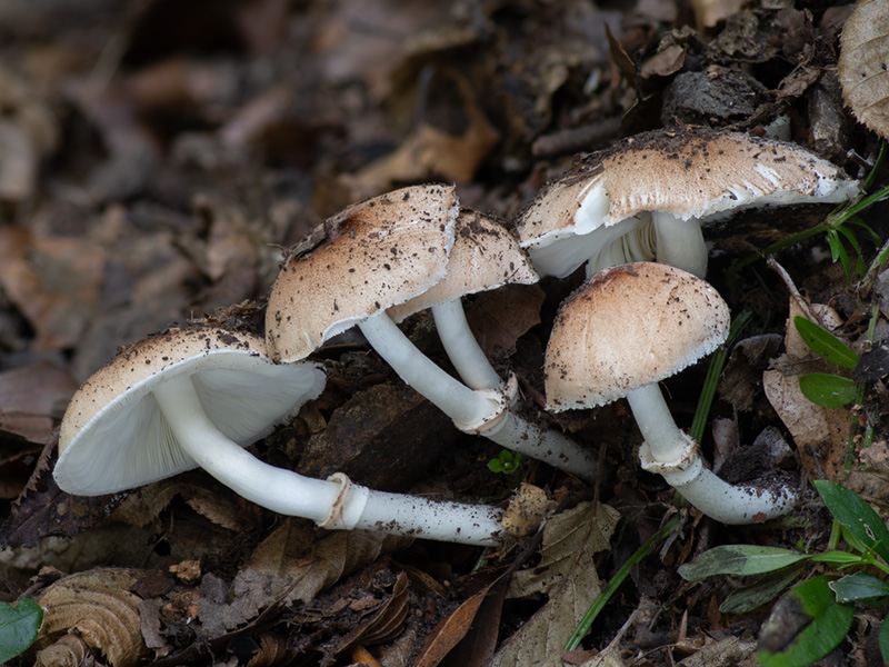 Leucoagaricus pilatianus